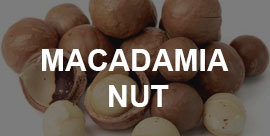 Macadamia Nut - Import Export company